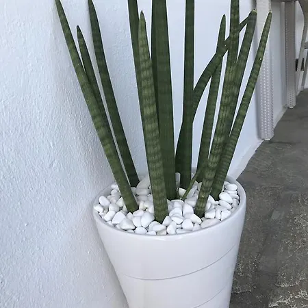 Yanna Asteri * Ornósz